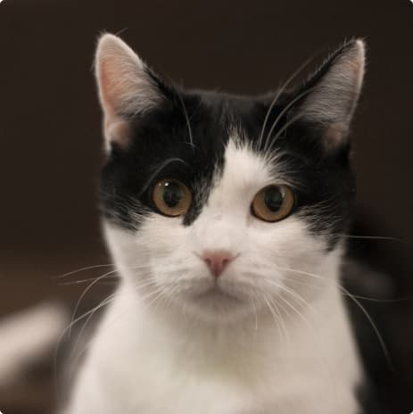 Игла
