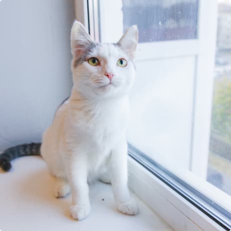 Олив